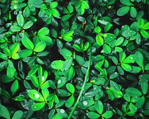 Preview wallpaper plant, leaves, green, bright, drops, dew