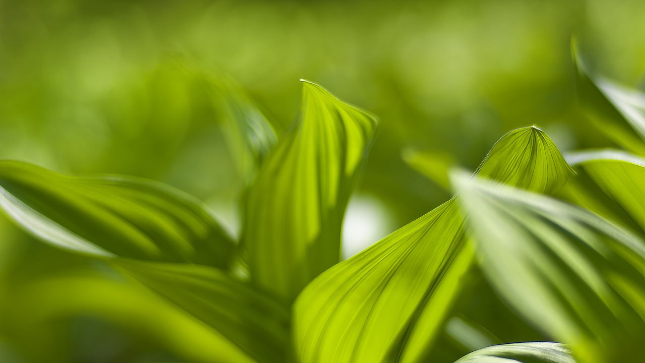 Wallpaper plant, leaves, green, blur, shadow