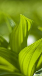 Preview wallpaper plant, leaves, green, blur, shadow