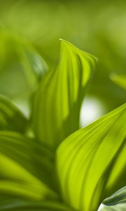 Preview wallpaper plant, leaves, green, blur, shadow