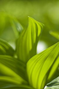 Preview wallpaper plant, leaves, green, blur, shadow