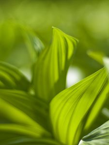 Preview wallpaper plant, leaves, green, blur, shadow