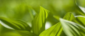 Preview wallpaper plant, leaves, green, blur, shadow