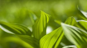 Preview wallpaper plant, leaves, green, blur, shadow