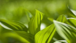 Preview wallpaper plant, leaves, green, blur, shadow