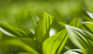 Preview wallpaper plant, leaves, green, blur, shadow