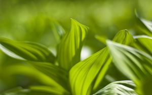 Preview wallpaper plant, leaves, green, blur, shadow