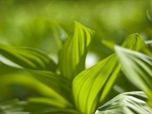 Preview wallpaper plant, leaves, green, blur, shadow