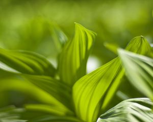 Preview wallpaper plant, leaves, green, blur, shadow