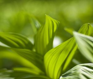 Preview wallpaper plant, leaves, green, blur, shadow