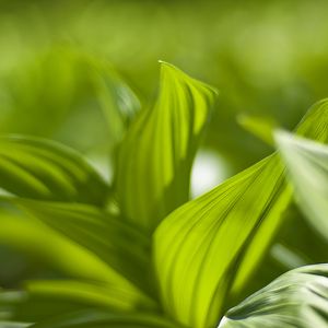 Preview wallpaper plant, leaves, green, blur, shadow