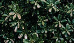 Preview wallpaper plant, leaves, green, flowers, vegetation