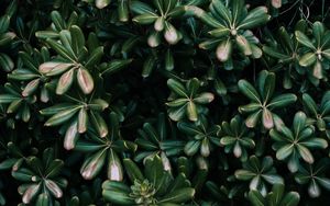 Preview wallpaper plant, leaves, green, flowers, vegetation