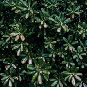 Preview wallpaper plant, leaves, green, flowers, vegetation