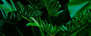 Preview wallpaper plant, leaves, green, exotic