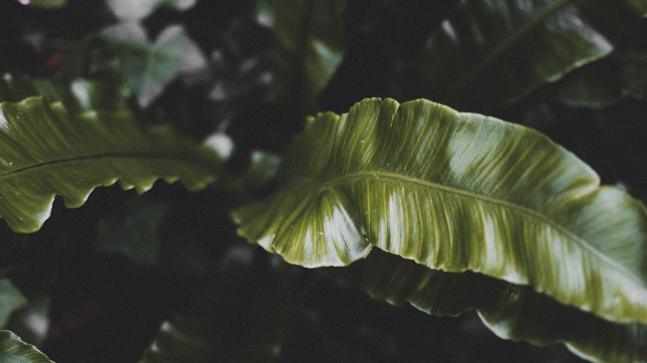 Wallpaper plant, leaves, green, tropical, dark