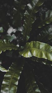 Preview wallpaper plant, leaves, green, tropical, dark
