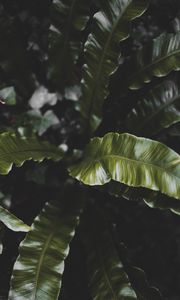 Preview wallpaper plant, leaves, green, tropical, dark