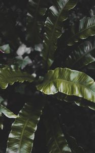 Preview wallpaper plant, leaves, green, tropical, dark