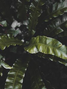 Preview wallpaper plant, leaves, green, tropical, dark