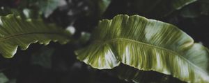 Preview wallpaper plant, leaves, green, tropical, dark