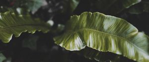 Preview wallpaper plant, leaves, green, tropical, dark