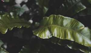 Preview wallpaper plant, leaves, green, tropical, dark