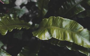 Preview wallpaper plant, leaves, green, tropical, dark