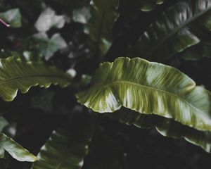 Preview wallpaper plant, leaves, green, tropical, dark