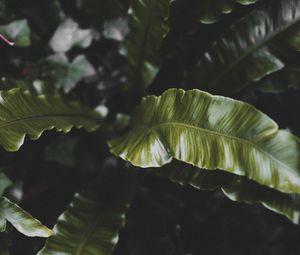 Preview wallpaper plant, leaves, green, tropical, dark