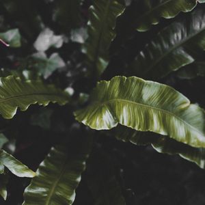 Preview wallpaper plant, leaves, green, tropical, dark