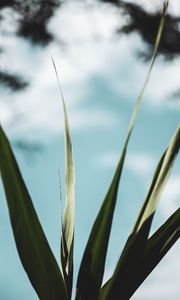 Preview wallpaper plant, leaves, green, macro, close-up