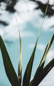 Preview wallpaper plant, leaves, green, macro, close-up