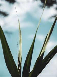 Preview wallpaper plant, leaves, green, macro, close-up