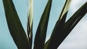 Preview wallpaper plant, leaves, green, macro, close-up