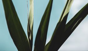 Preview wallpaper plant, leaves, green, macro, close-up