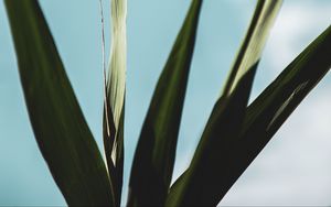 Preview wallpaper plant, leaves, green, macro, close-up