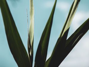 Preview wallpaper plant, leaves, green, macro, close-up