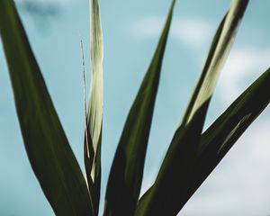 Preview wallpaper plant, leaves, green, macro, close-up