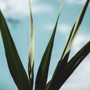 Preview wallpaper plant, leaves, green, macro, close-up