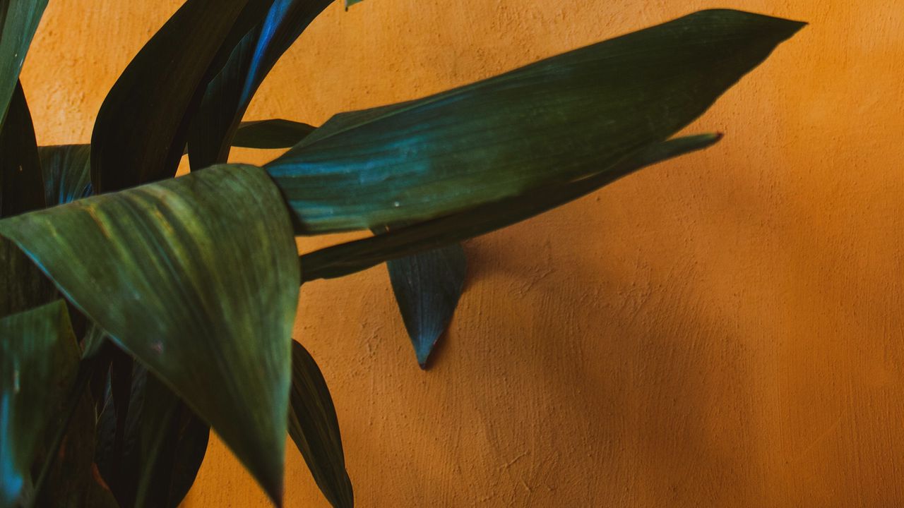 Wallpaper plant, leaves, green, wall, yellow