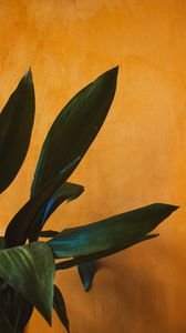 Preview wallpaper plant, leaves, green, wall, yellow