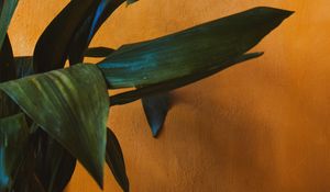 Preview wallpaper plant, leaves, green, wall, yellow