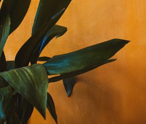 Preview wallpaper plant, leaves, green, wall, yellow