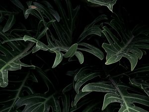 Preview wallpaper plant, leaves, green, carved
