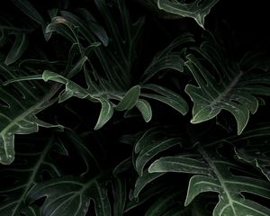 Preview wallpaper plant, leaves, green, carved