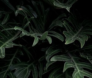 Preview wallpaper plant, leaves, green, carved