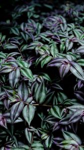 Preview wallpaper plant, leaves, green, purple