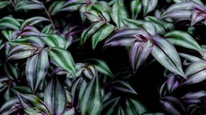 Preview wallpaper plant, leaves, green, purple