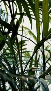 Preview wallpaper plant, leaves, green, stem